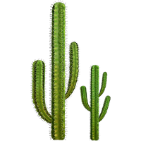 Cactus