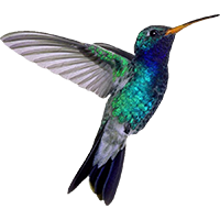 hummingbird