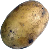 Potato