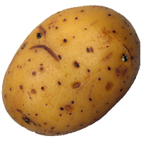 Potato